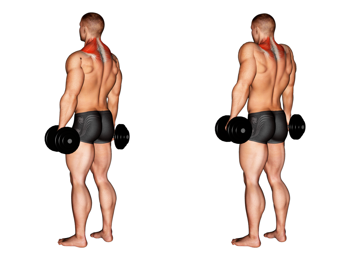 Dumbbell Shrugs Exercise Guide - Form To Do And Benefits – BRAINGAIN